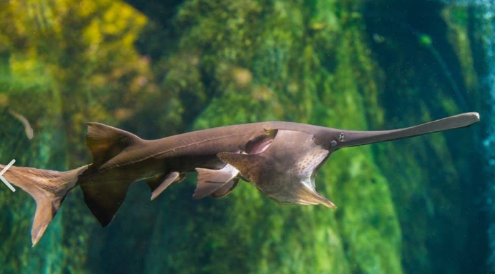 <p>what fish is this and how do you know</p>