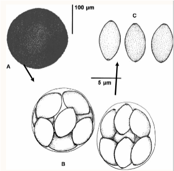 <ul><li><p><span>Cleistothecia</span></p><ul><li><p><span>Large sack</span></p></li><li><p><span>contain asci that contain ascospores when ruptured</span></p></li></ul></li><li><p><u><span>development inhibited by cycloheximide</span></u></p></li></ul><p></p>