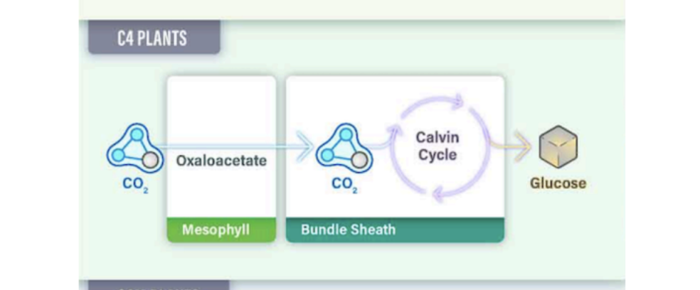 <p>C4 photosynthesis</p>