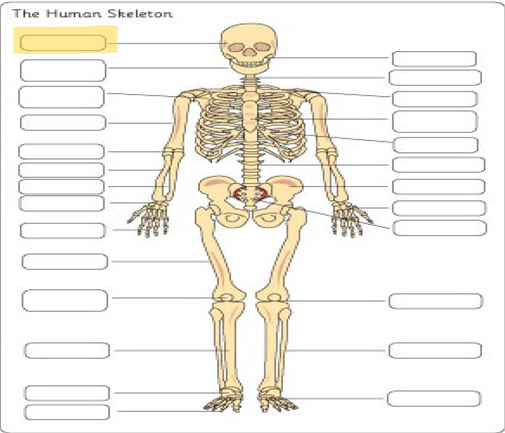 <p>What is this Bone?</p>