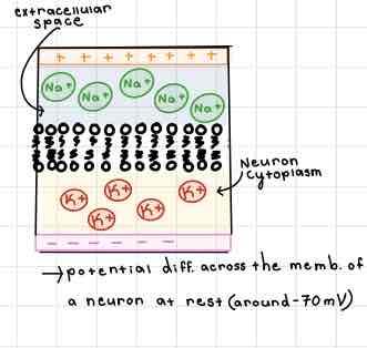 <p>This Diagram of the Internal Membrane shows ______</p>