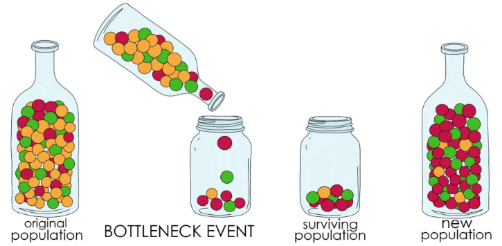 <p><span><span>a significant reduction in genetic diversity that occurs when a population's size is drastically reduced for at least one generation. This reduction can result from various factors like natural disasters, habitat loss, or human activities, leading to a loss of alleles and reducing the population's ability to adapt to changes.</span></span></p>