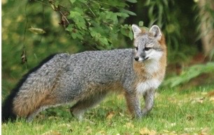 <p>Genus ,species and habitat?</p>