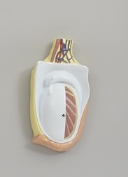 <p>Testis</p>