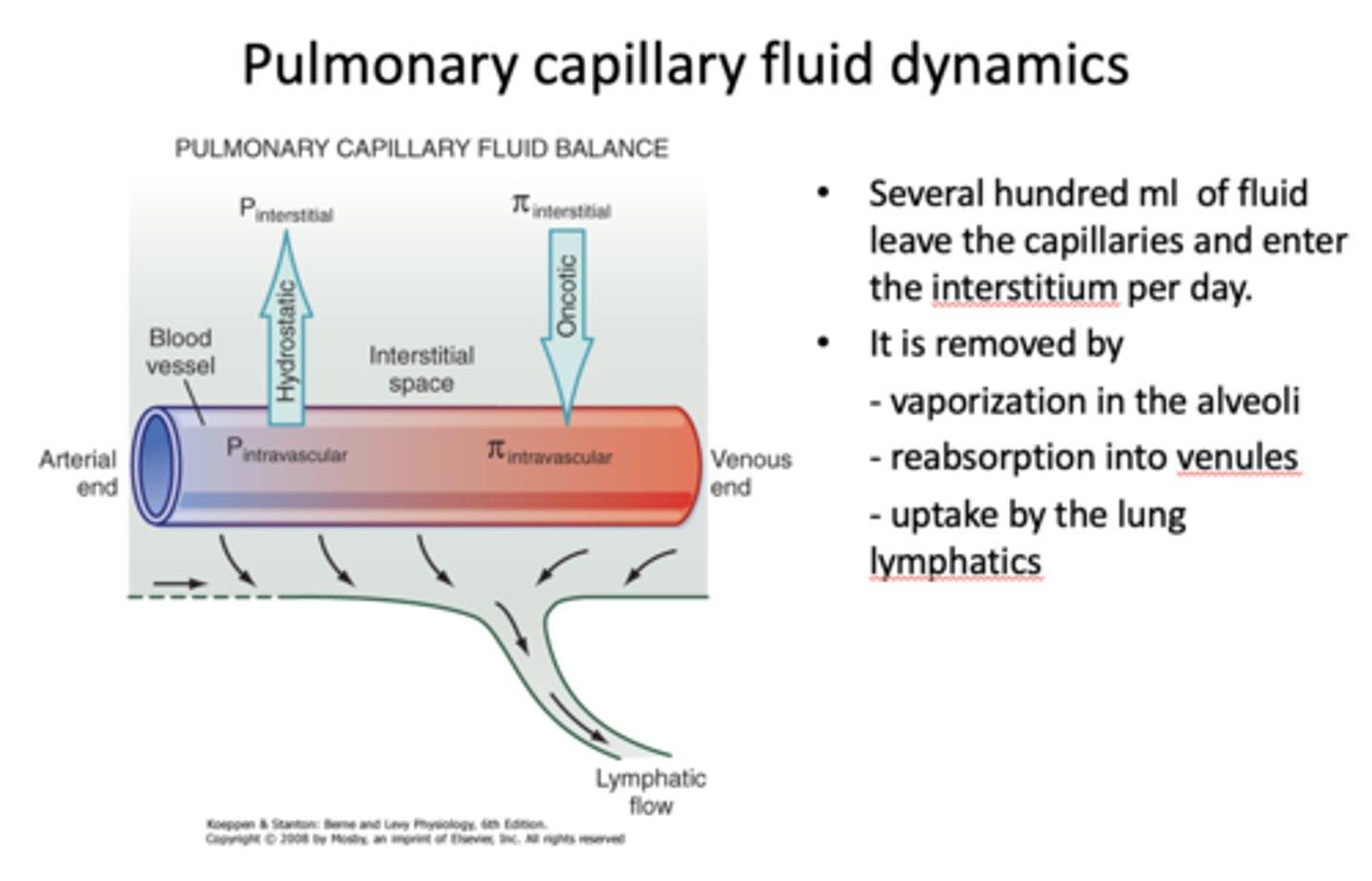 <p>- Vaporization in the alveoli</p><p>- Reabsorption into venules</p><p>- Uptake by the lung lymphatics</p>