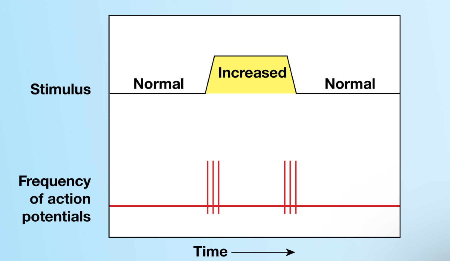 <p>Normally inactive, only get activated by stimulus</p><ul><li><p>Provide information on intensity and rate of change of stimulus</p></li></ul><p></p>