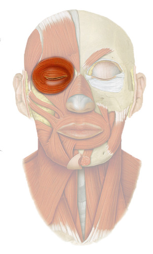 medial orbital margin & palpebral ligament & lacrimal bone