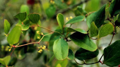 <p>-arrowhead leaves</p><p>-thorns</p><p>-tongue leaves</p><p>-heart shapes long leaves or oval</p><p>-leaves not dense</p>