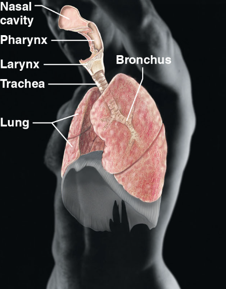 \-nasal cavity, pharynx, trachea, lung, bronchus

\-keeps blood supplied w/ oxygen and removes carbon dioxide