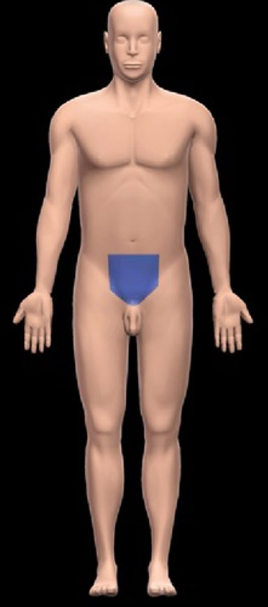 <p>genital region, pubis</p>
