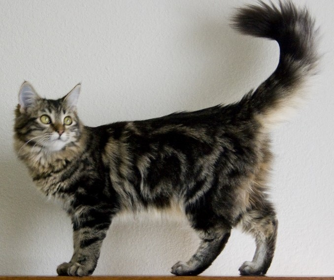 Maine Coon