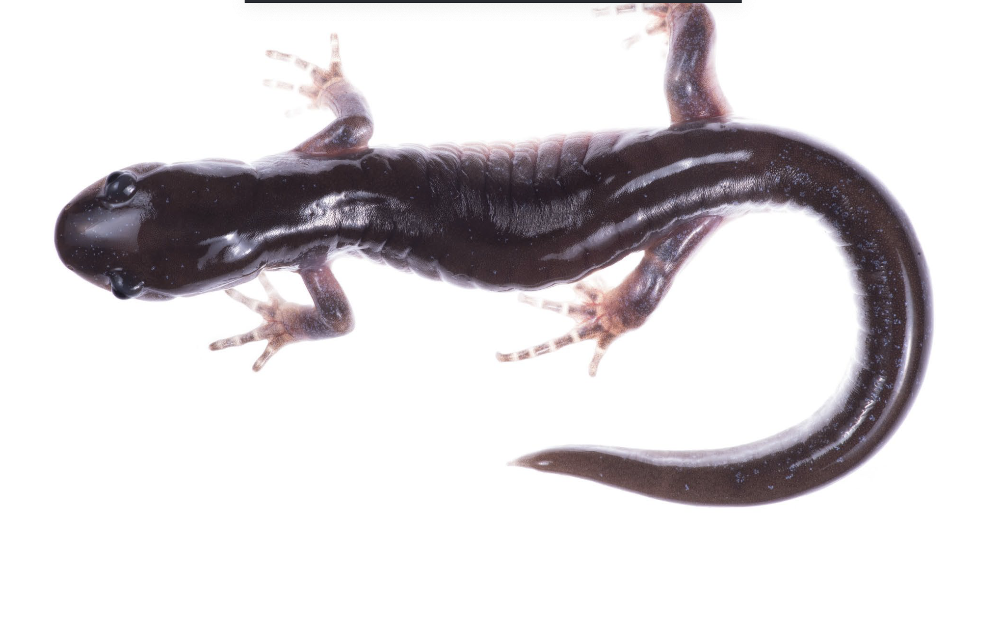 <p>Ambystoma jeffersonianum</p>