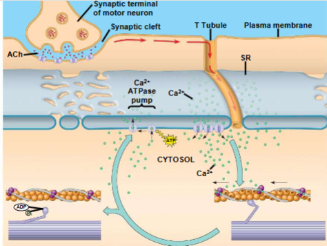 <p>Role of S.R. and calcium in regulating contractions</p>