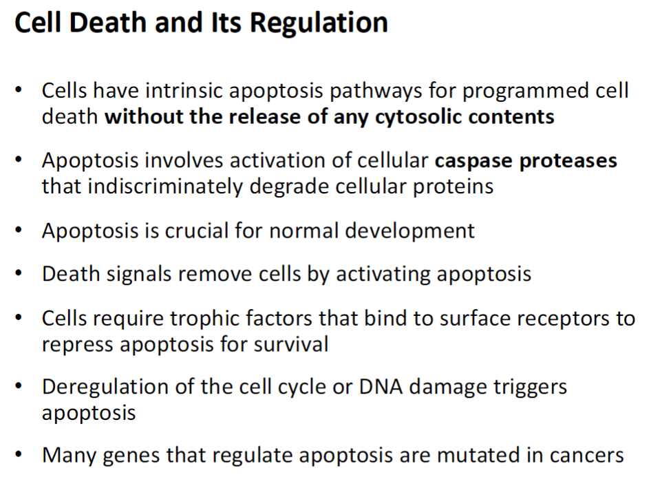 <p><strong>Apoptosis Overview</strong><br> Programmed cell death that does not release cytosolic contents<br> Uses intrinsic pathways to safely remove cells</p><p><strong>Caspase Activation</strong><br> Caspases are proteases that degrade cellular proteins<br> Activated during apoptosis to break down the cell in a controlled way</p><p><strong>Physiological Role</strong><br> Essential for normal development<br> Removes unwanted or damaged cells</p><p><strong>Survival Signals</strong><br> Trophic factors bind to surface receptors<br> Repress apoptosis to allow cell survival</p><p><strong>Triggers of Apoptosis</strong><br> Deregulated cell cycle<br> DNA damage</p><p><strong>Clinical Relevance</strong><br> Genes regulating apoptosis are often mutated in cancers</p>