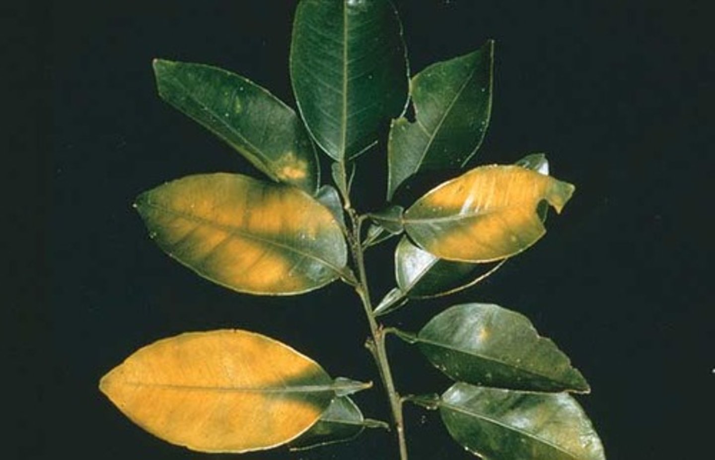 <p>- lack of <b>chlorophyll</b> <br>- cause <b>yellow leaves</b> (chlorosis )</p>