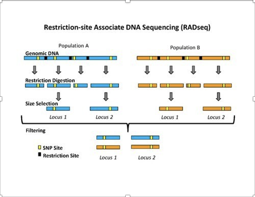 A genomics technique that sequences a locus of the genome using restriction enzymes to cut DNA into smaller fragments. It is used in to identify genetic variation within and between populations.