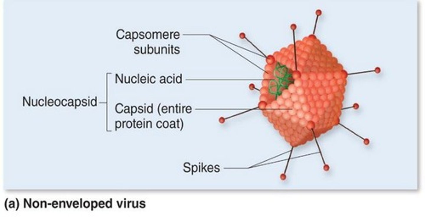 <p>Naked viruses have no additional covering other than the capsid, while enveloped viruses have a lipid membrane surrounding the capsid.</p>