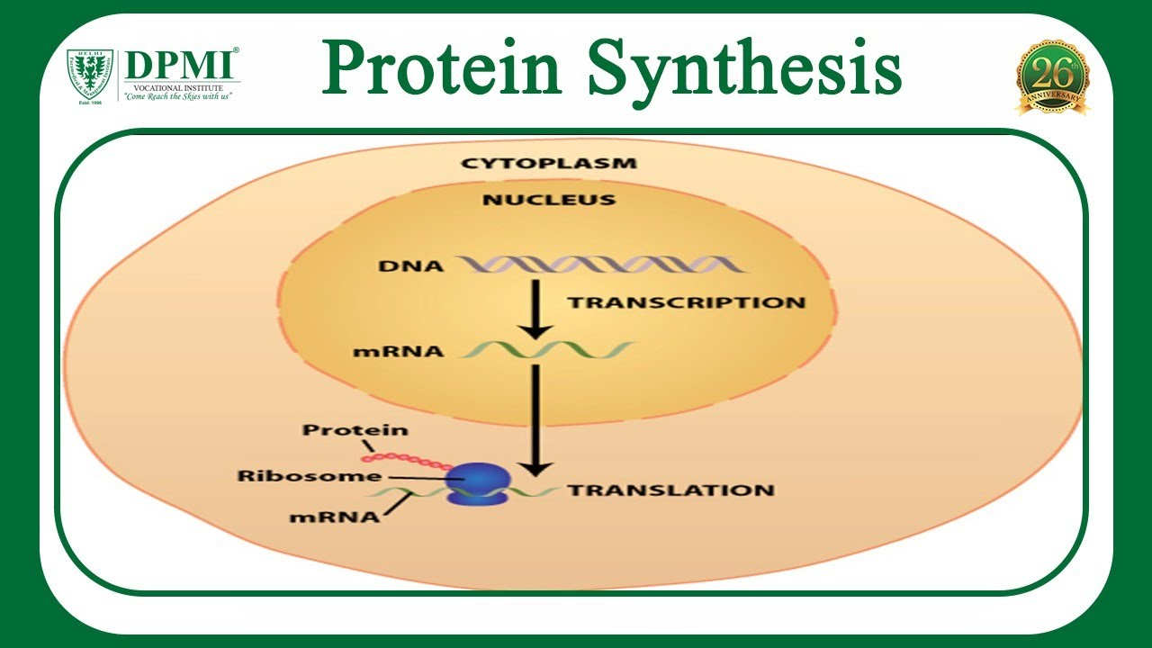 <p>Protein synthesis takes place where?</p>