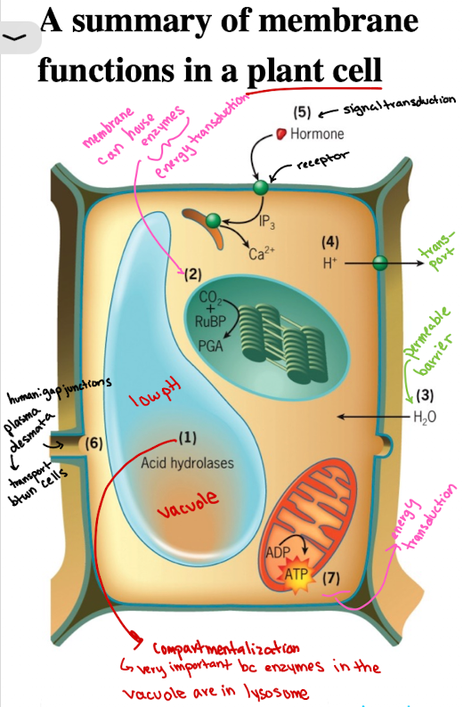 <p>Membrane transporters import/export ions, solutes (ex. H+) into extracellular space</p>