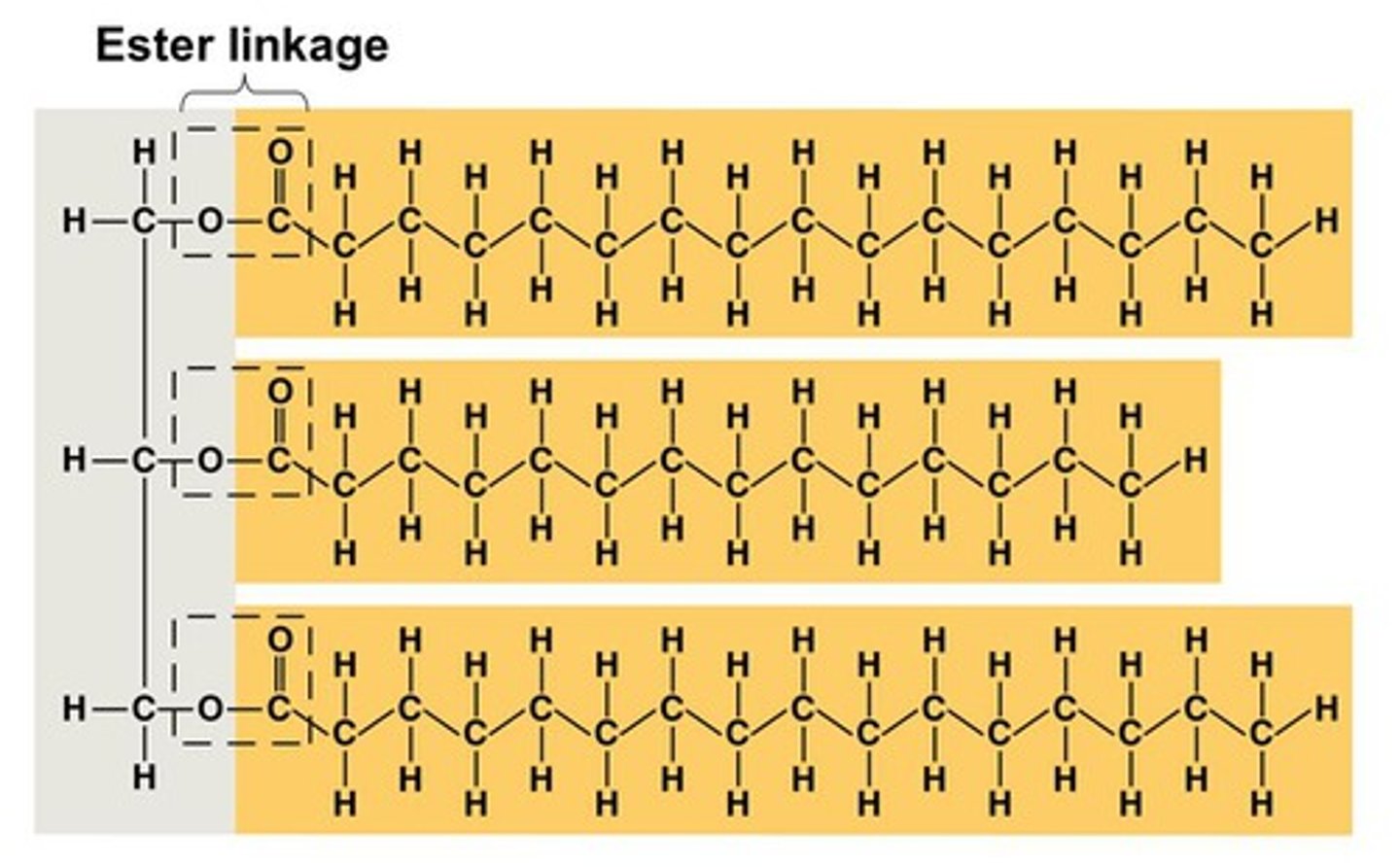 <p>Ester bond, triglyceride</p>