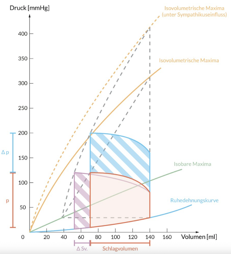 <p>D. Positively inotropic substances increase the isovolumetric maxima.</p>