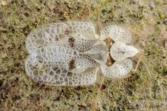 herbivores