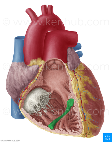 <p>bundle of cardiac muscle fibers connecting the interventricular septum to the anterior papillary muscles</p>