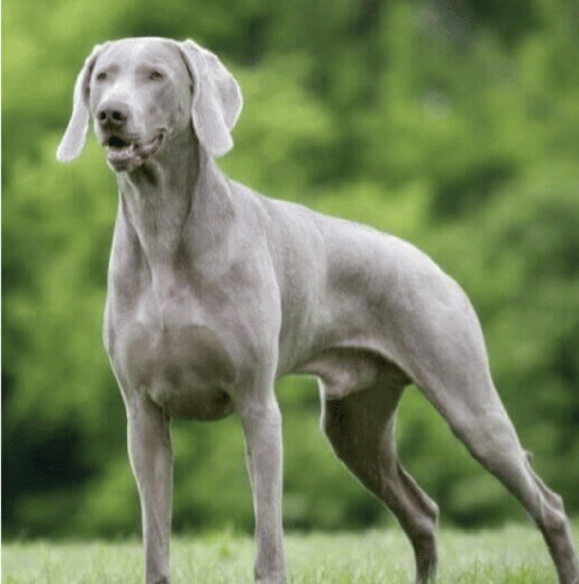 <p>FCI - 7, bluish gray color</p>