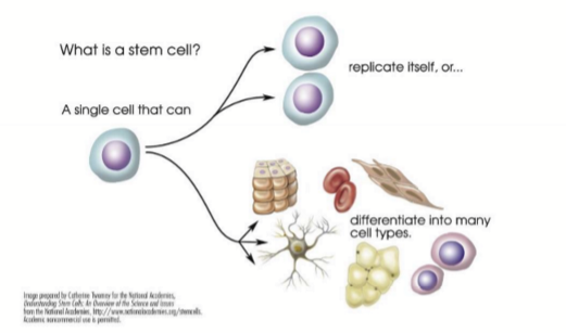 <ol><li><p>Unspecialized/undifferentiated cells capable of renewing themselves through cell division </p></li><li><p>They have the potential to change into/differentiate into a specific cell type </p></li></ol><p></p>