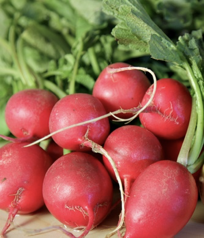 <p>store carbohydrates</p>