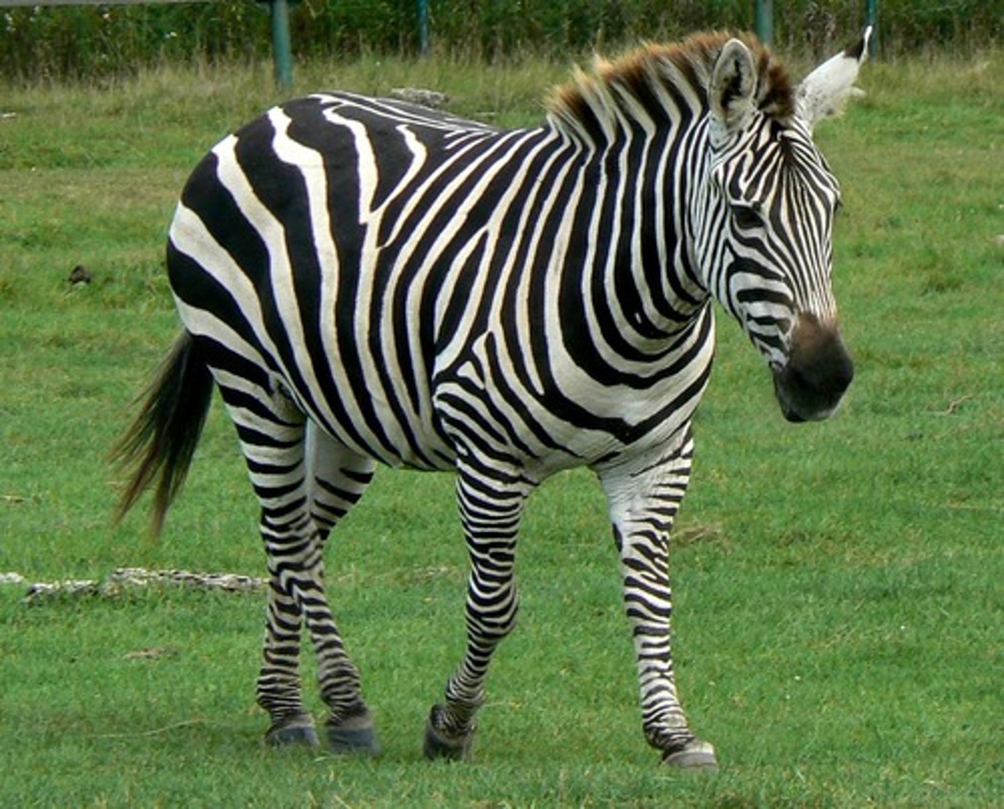 <p>zebra</p>