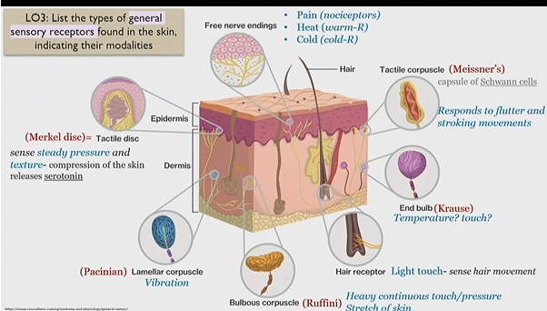 <p>Meissner’s corpuscle</p><p>general sensory receptor in skin</p><p>(capsule of schwann cells)</p><p>responds to flutter and stroking movements</p><p></p><p>(massage)</p>
