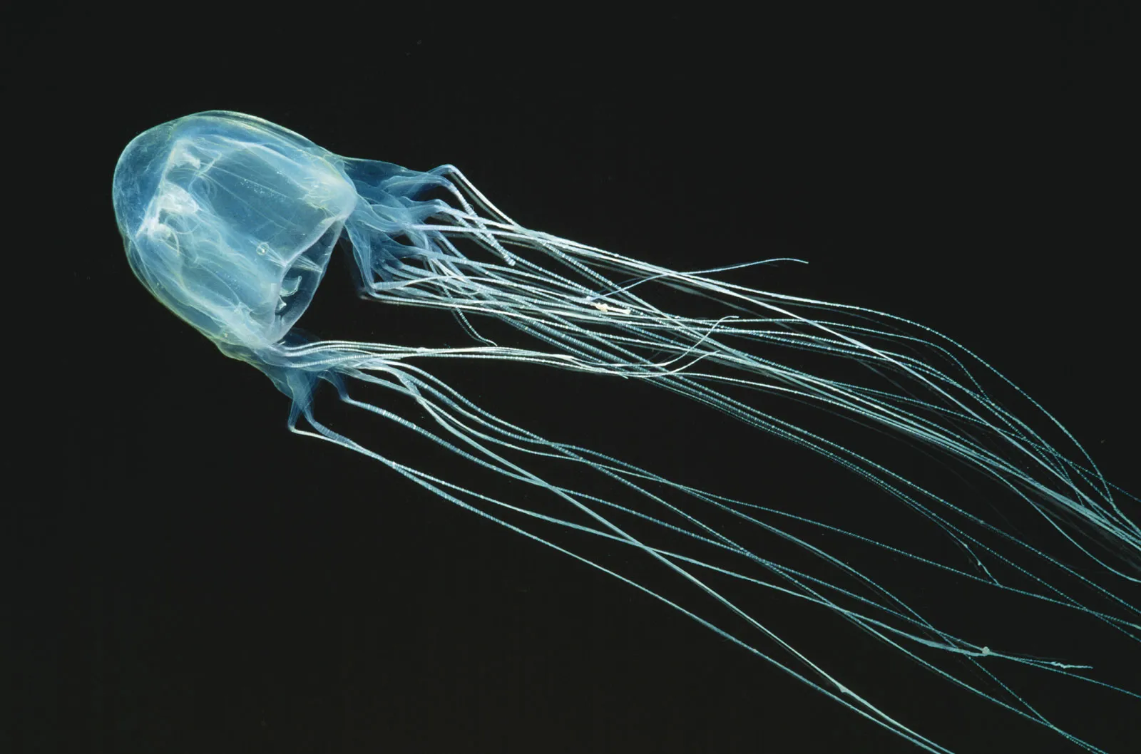 <p>Phylum Cnidaria, Class Cubozoa</p>