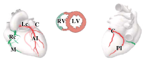 <p>-circumflex branch of left coronary artery gives rise to posterior interventricular artery</p><p>-left coronary artery supplies the entire left ventricle, interventricular septum, and part of the right ventricle</p>