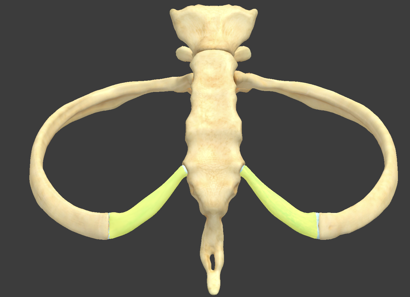 <p>hyaline cartilage that attaches each rib to the sternum</p>