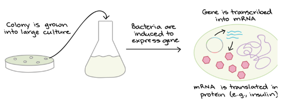 <p><strong>Reproduction</strong></p><p>Bacteria carrying the plasmid reproduce to give rise to a small colony of identical bacteria that all carry the plasmid.</p><p class="MsoListParagraphCxSpMiddle">The bacteria uses the instructions of the inserted DNA to make human hormones or vaccines. The protein is purified before it is used</p>