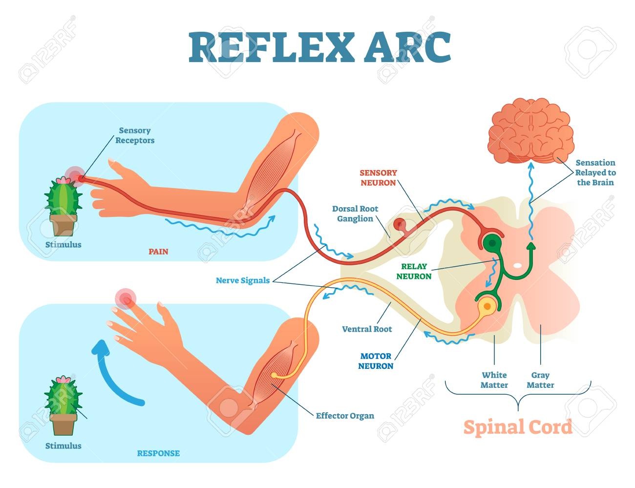 <p>reflex arc</p>