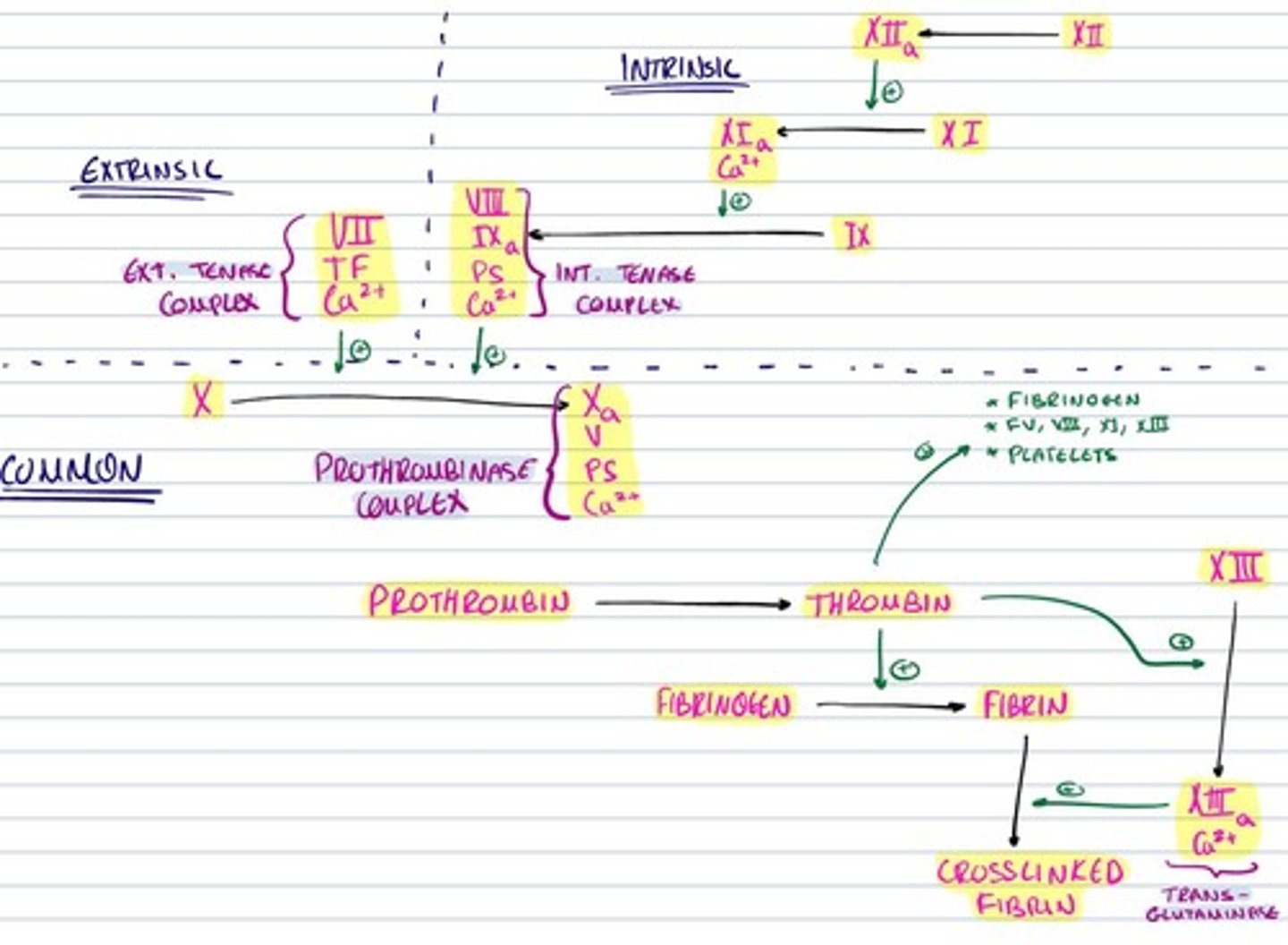knowt flashcard image