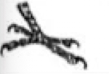 <p>Anatomy of foot dependent on lifestyle. What type of bird’s foot is shown in the picture below? What are its functions? In which types of birds is it typically seen?</p>