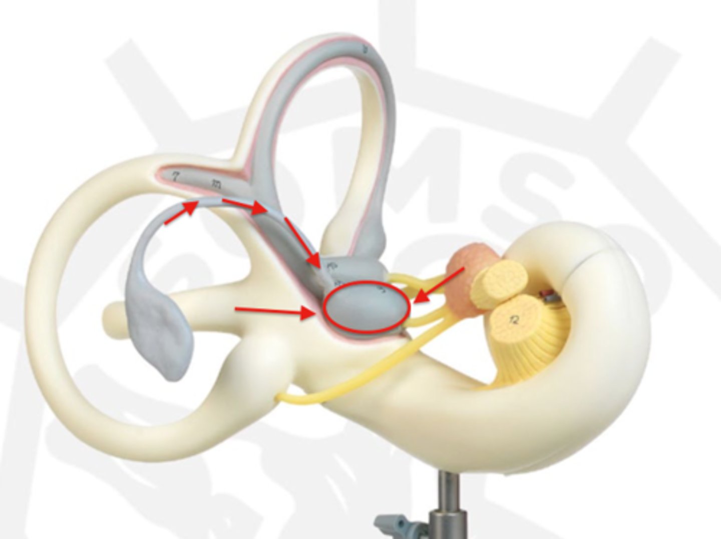 <p>small, fluid-filled sac in the inner ear that is part of the vestibular system, responsible for balance; detects vertical acceleration and head position changes in the vertical plane</p>
