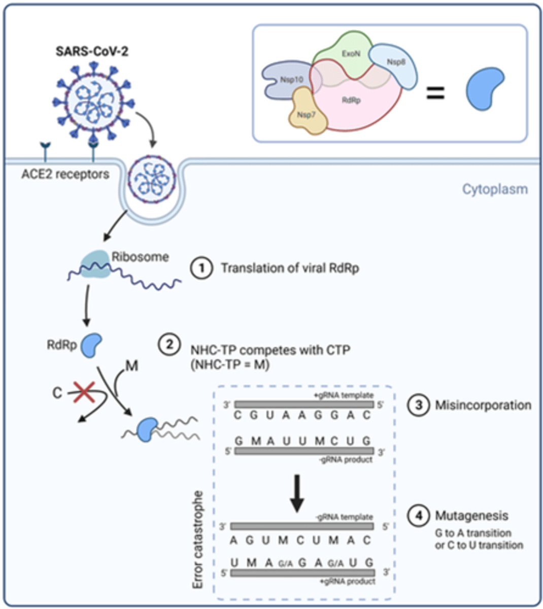 <p>Prodrug hydrolyzed in N4-hydroxycytidine</p><p>→ phosphorylated in tissue to the active 5’-triphosphate form.</p><p>→ incorporated into the genome of new virions.</p><p>→ accumulation of inactivating mutations (viral error catastrophe).</p><p>Nucleotide Analogue</p>