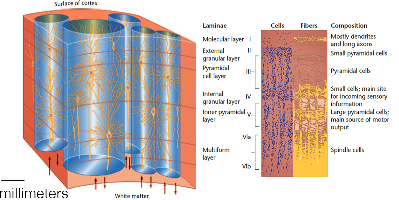 <p>How are neurons organized in gray matter</p>