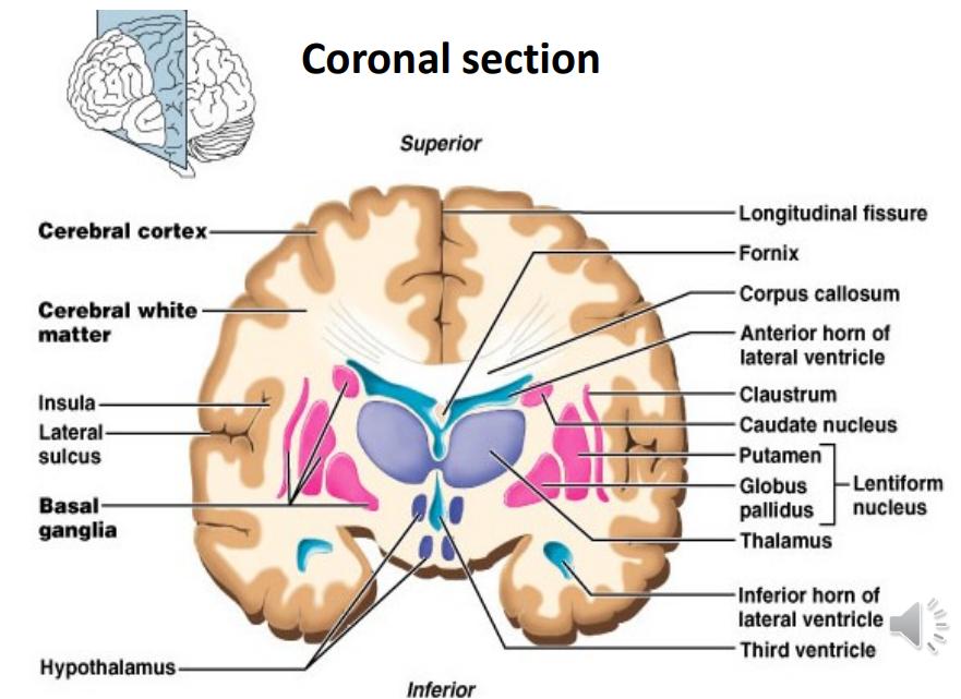 <ul><li><p class="">Largest brain region</p></li><li><p class=""><strong>Cerebral cortex</strong> (outer gray matter):</p><ul><li><p class="">2–4 mm thick</p></li><li><p class="">Neuronal cell bodies, dendrites, unmyelinated axons</p></li></ul></li><li><p class=""><strong>White matter</strong>: myelinated axons beneath the cortex</p></li><li><p class=""><strong>Deep gray matter</strong>: includes basal ganglia</p></li></ul><p></p>