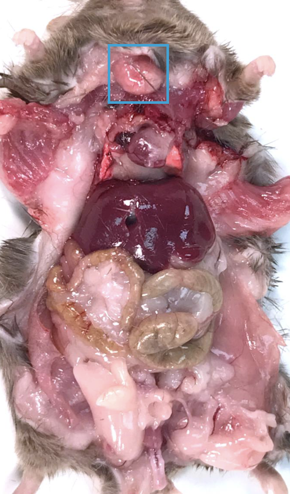 <p>What is this?</p>