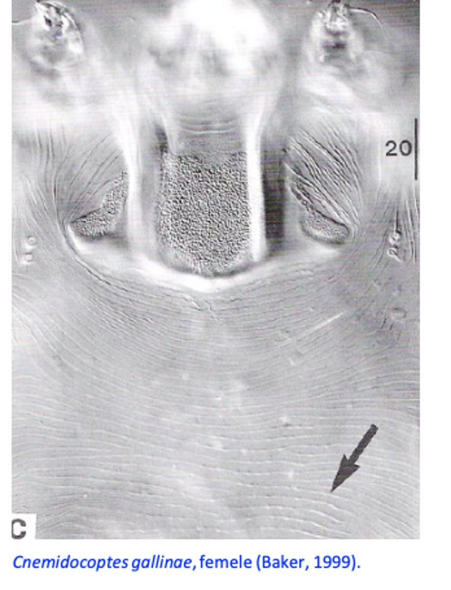 <p>Hosts: chickens, pigeons, pheasants; </p><p>Morphology</p><p>• Similar to that of C. mutans except that the females lack the ‘scaly aspect’ on the dorsal side of body (striations are not broken/interrupted);</p>