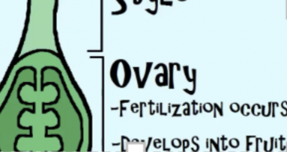 <ul><li><p class="Paragraph SCXO197310411 BCX0" style="text-align: left;"><span style="background-color: inherit; line-height: 19.55px; color: windowtext;">which is where fertilization occurs and where seeds are formed&nbsp;</span><span style="line-height: 19.55px; color: windowtext;">&nbsp;</span></p></li><li><p class="Paragraph SCXO197310411 BCX0" style="text-align: left;"><span style="background-color: inherit; line-height: 19.55px; color: windowtext;">it will ripen into a fruit&nbsp;</span></p></li></ul><p></p>