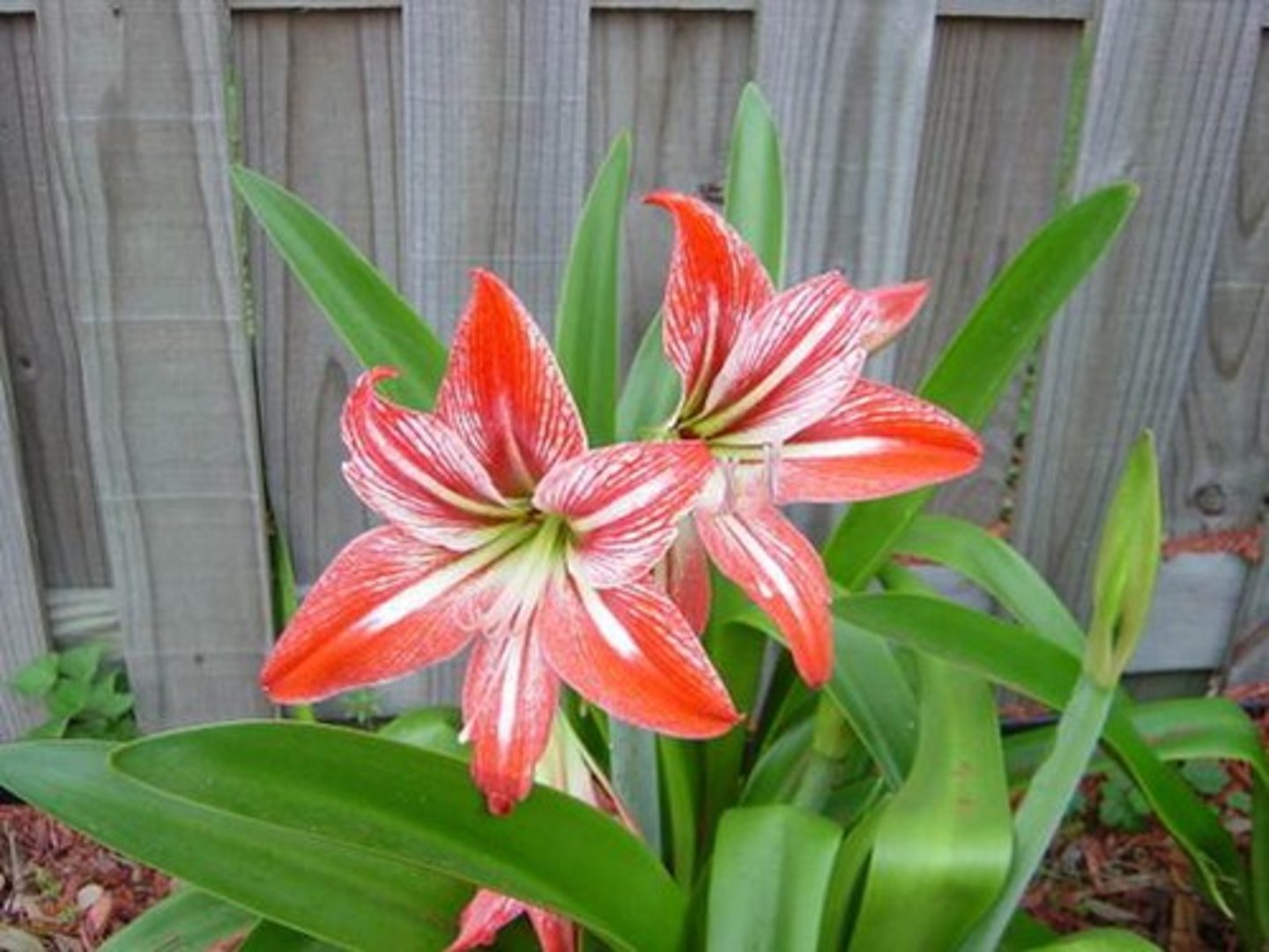 <p>leaves: flexible strap like foliage, obtuse tip, wider than agapanthus, 6 stems per stalk, rubbery</p><p>bloom: skape</p>