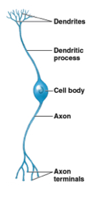 <ul><li><p>Cell body in the way</p></li><li><p>Occur in <u>special sense organs</u></p></li></ul><p></p>