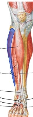 <p>Name this muscle (compartment) </p>