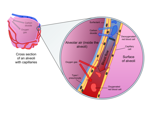 <ol><li><p>Gas exchange by diffusion in lung alveoli cells.</p></li><li><p>Gas exchange by diffusion through eye cornea cells.</p></li></ol>